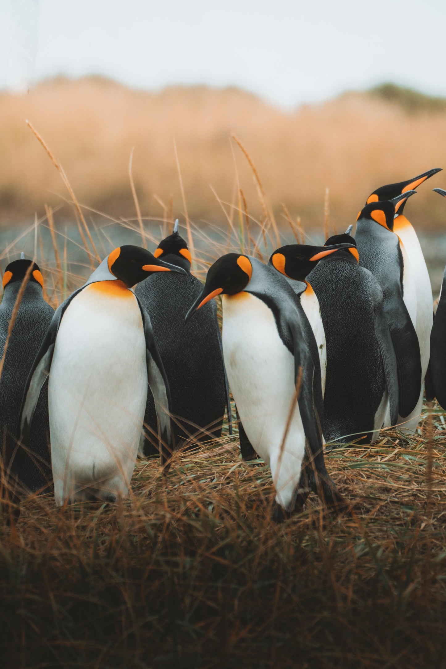 PATAGONIA