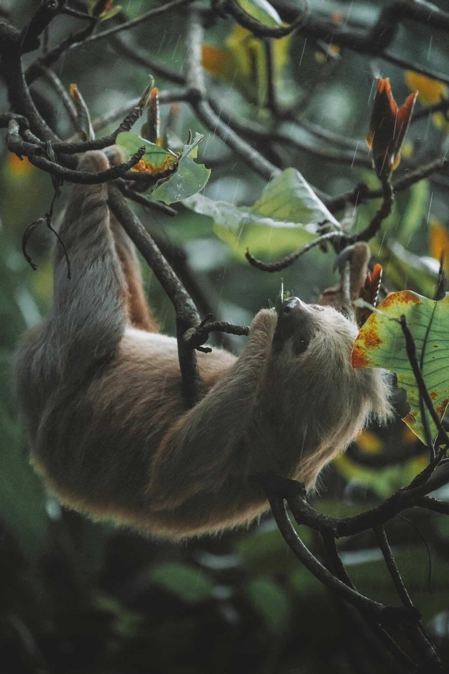 COSTA RICA