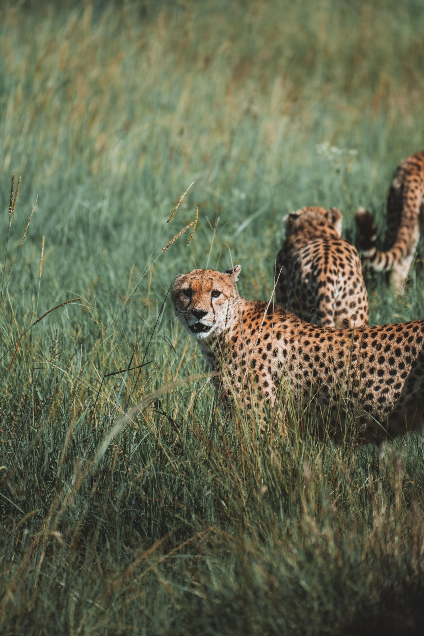 TANZANIA