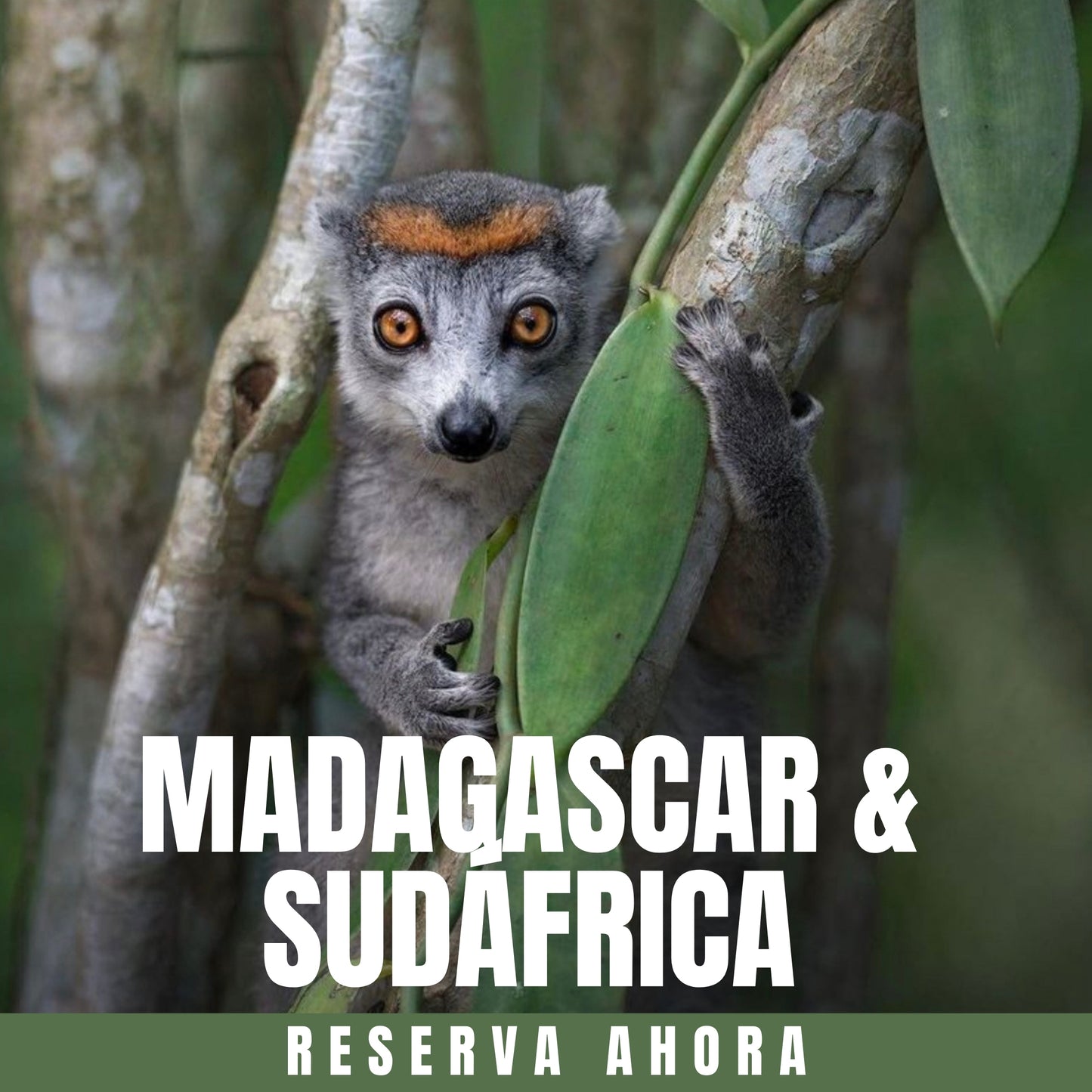 MADAGASCAR & SUDÁFRICA