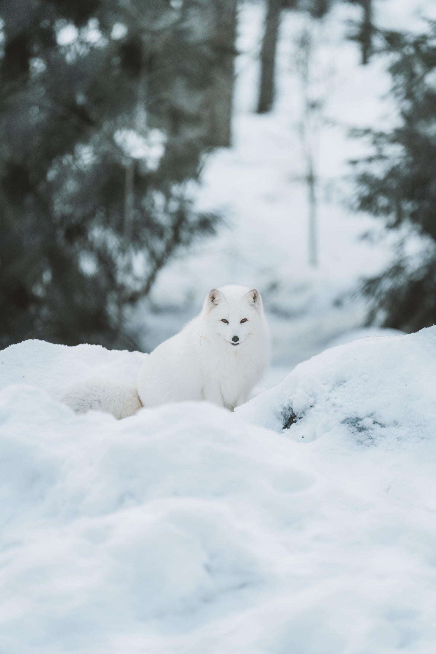 FINLANDIA